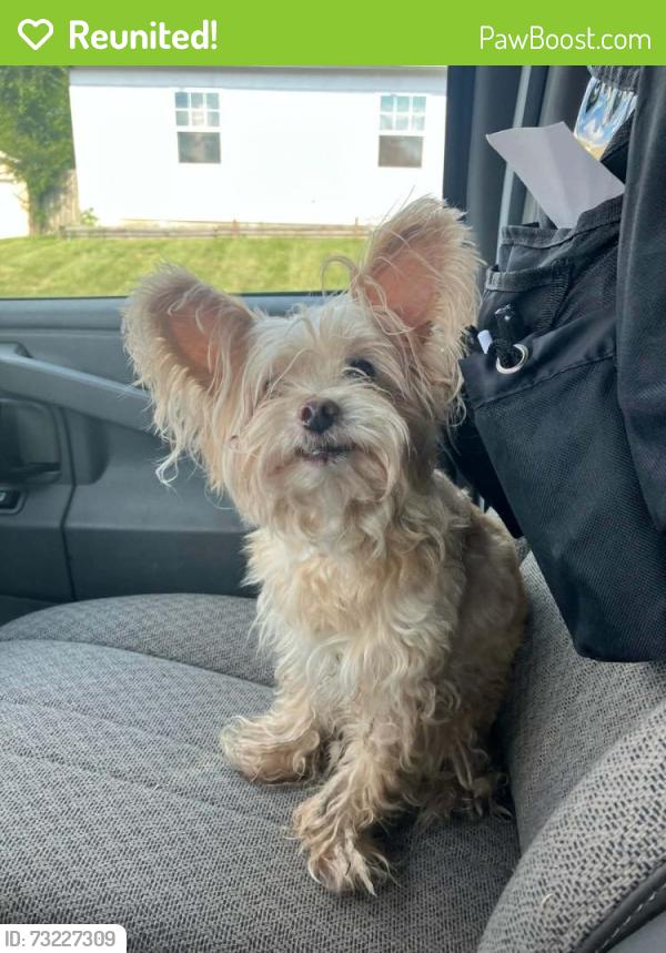 Reunited Male Dog last seen Pauling Rd & Wayne Trace, Fort Wayne, IN 46806