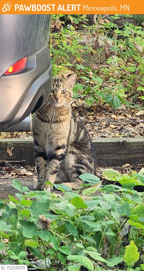 Found/Stray Unknown Cat last seen lyndale and 46th Avenue south, Minneapolis, MN 55419