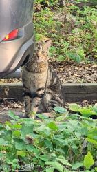 Found/Stray Unknown Cat last seen lyndale and 46th Avenue south, Minneapolis, MN 55419