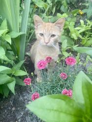 Lost Male Cat last seen Carriage Hills, St. Andrews Dr, The Keys Apts, Wilmington, NC 28412