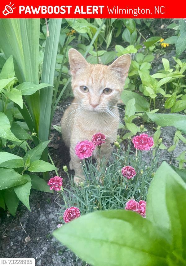 Lost Male Cat last seen Carriage Hills, St. Andrews Dr, The Keys Apts, Wilmington, NC 28412