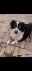 Reunited Female Dog last seen Bivens Hill and Wilson Hill Rd, towards Halls Hill Pike, Readyville, TN 37149