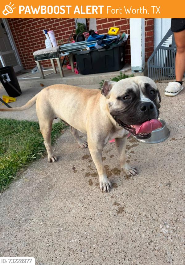 Found/Stray Male Dog last seen loydhill, Fort Worth, TX 76135