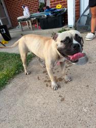 Found/Stray Male Dog last seen loydhill, Fort Worth, TX 76135