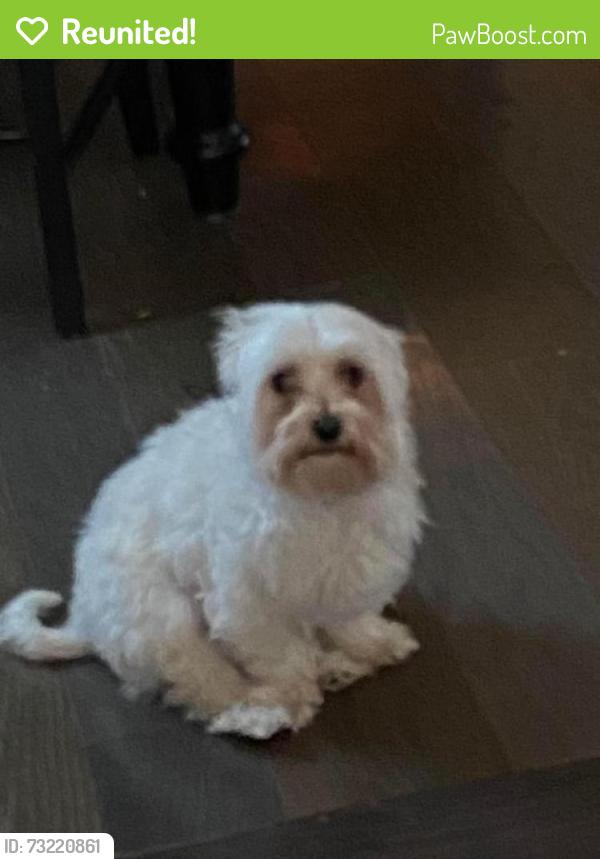 Reunited Female Dog last seen Near corridor oaks by walgreens, Schertz, TX 78108