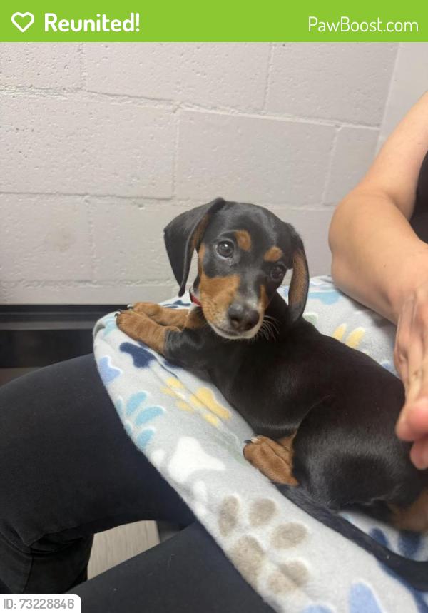 Reunited Male Dog last seen S Lark Ellen ave & E Maplegrove st, West Covina, CA 91792