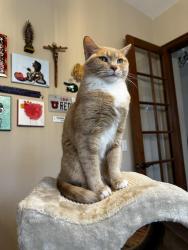 Lost Female Cat last seen Pinehurst Circle and Broadlands Drive, Broomfield, CO 80023