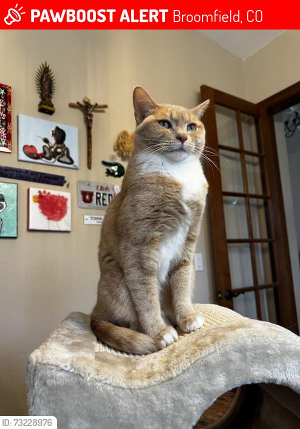 Lost Female Cat last seen Pinehurst Circle and Broadlands Drive, Broomfield, CO 80023
