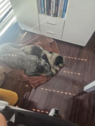 Found/Stray Female Dog last seen Main and 47th Street, Los Angeles, CA 90037