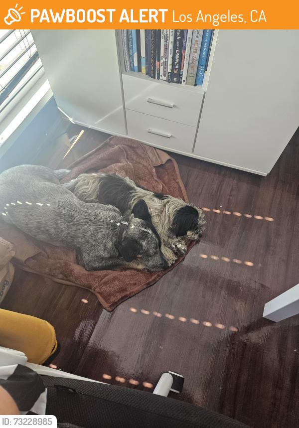 Found/Stray Female Dog last seen Main and 47th Street, Los Angeles, CA 90037