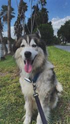 Lost Male Dog last seen Olmito, Rancho Viejo, TX 78575