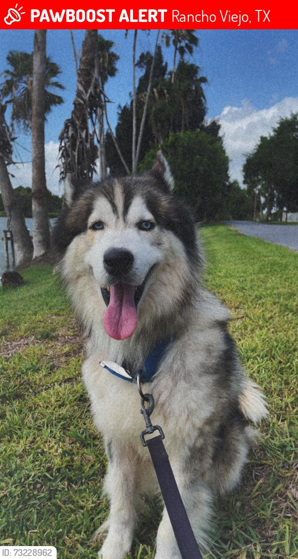 Lost Male Dog last seen Olmito, Rancho Viejo, TX 78575