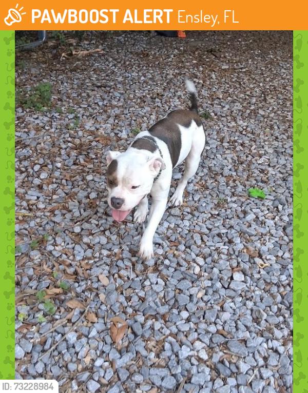 Found/Stray Male Dog last seen Barmel St / Fowler Ave, Ensley, FL 32534