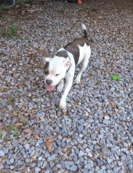 Found/Stray Male Dog last seen Barmel St / Fowler Ave, Ensley, FL 32534