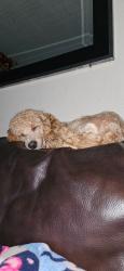 Lost Female Dog last seen San Bernardino valley college, Colton, CA 92324