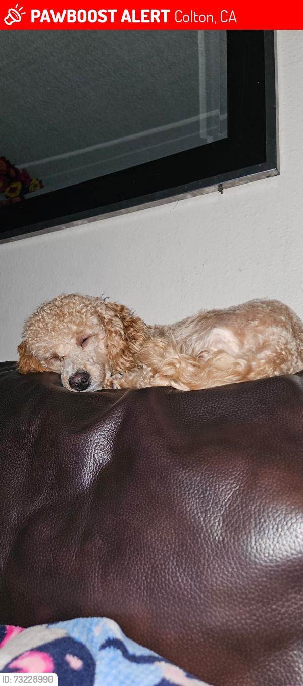 Lost Female Dog last seen San Bernardino valley college, Colton, CA 92324