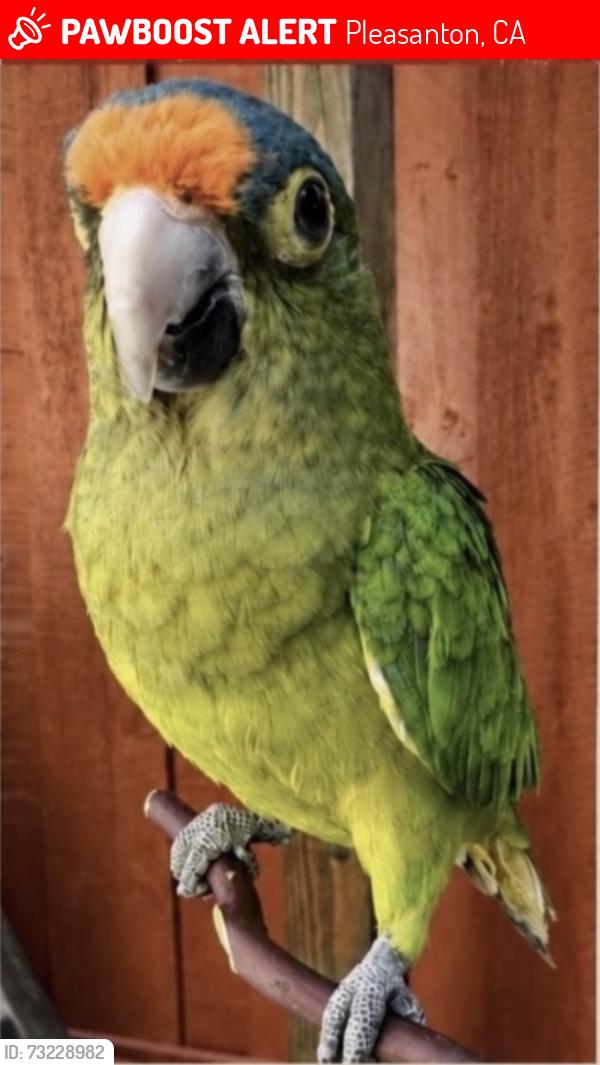 Lost Female Bird last seen Holland Dr & Coronado Lane, Pleasanton, CA 94566