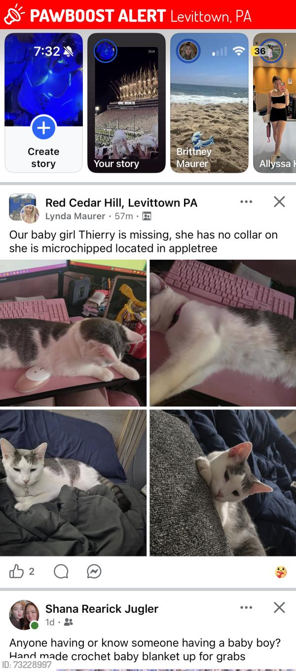 Lost Female Cat last seen On the drive, Levittown, PA 19055