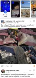 Lost Female Cat last seen On the drive, Levittown, PA 19055