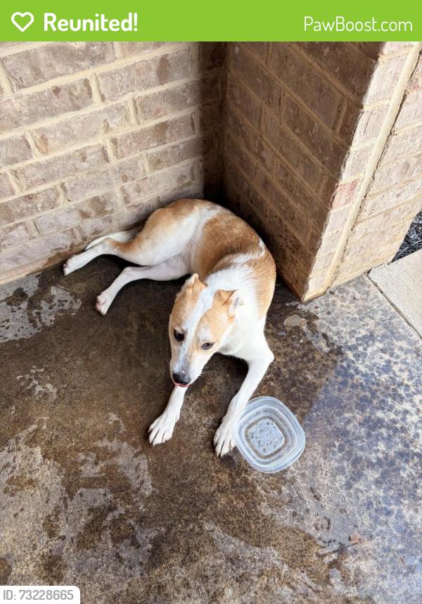 Reunited Female Dog last seen Savannah Hills, Jonesboro, AR 72404