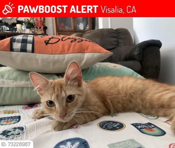 Lost Female Cat last seen W Crowley Ave, W Hurley Ave, N Chinowth St, Visalia, CA 93291
