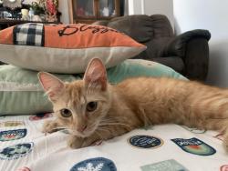 Lost Female Cat last seen W Crowley Ave, W Hurley Ave, N Chinowth St, Visalia, CA 93291