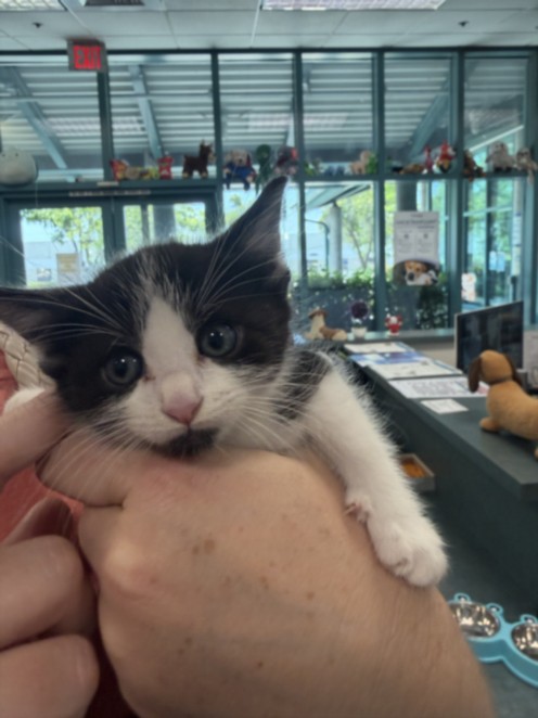 Shelter Stray Female Cat last seen , 11361 W Pico Blvd, Los Angeles, CA 90064, USA