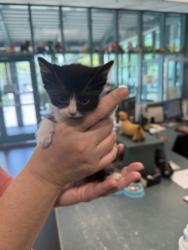 Shelter Stray Female Cat last seen , 11361 W Pico Blvd, Los Angeles, CA 90064, USA