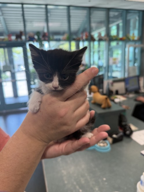 Shelter Stray Female Cat last seen , 11361 W Pico Blvd, Los Angeles, CA 90064, USA