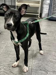 Shelter Stray Male Dog last seen , 11361 W Pico Blvd, Los Angeles, CA 90064, USA