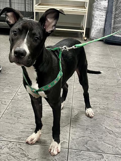 Shelter Stray Male Dog last seen , 11361 W Pico Blvd, Los Angeles, CA 90064, USA