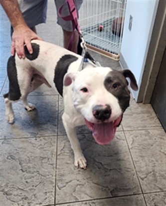 Shelter Stray Male Dog last seen , 11361 W Pico Blvd, Los Angeles, CA 90064, USA