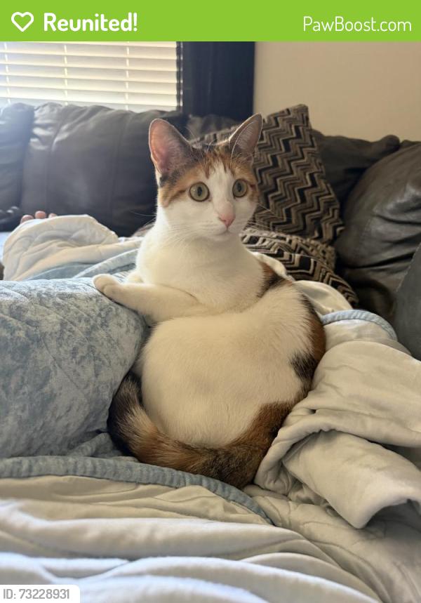 Reunited Female Cat last seen Near W 108th Ave, Westminster, CO 80020, USA, Westminster, CO 80020