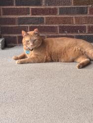 Reunited Male Cat last seen Ellsworth & Ervay, Louisville, KY 40217