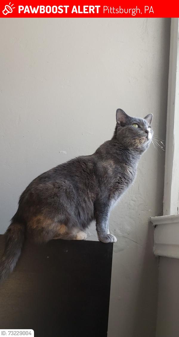 Lost Female Cat last seen Near Thorncliffe Dr, Pittsburgh, PA 15205, Pittsburgh, PA 15205