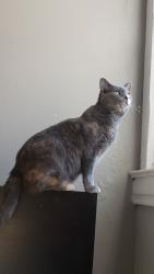 Lost Female Cat last seen Near Thorncliffe Dr, Pittsburgh, PA 15205, Pittsburgh, PA 15205