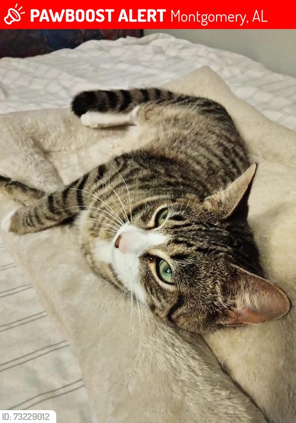 Lost Male Cat last seen Parkwood Dr, Montgomery, AL 36109