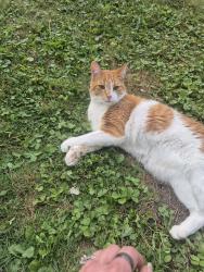 Found/Stray Unknown Cat last seen Erwin st, Maple Heights, OH 44137