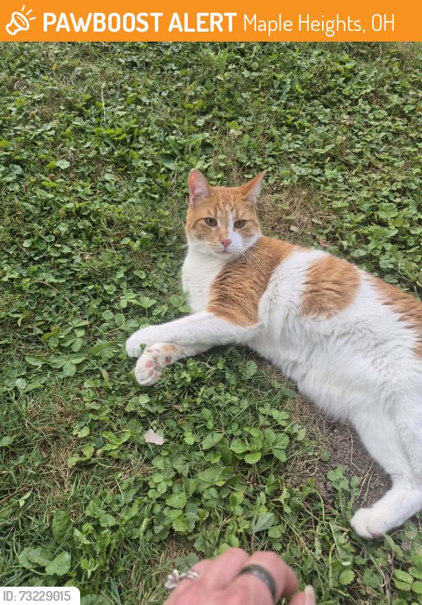 Found/Stray Unknown Cat last seen Erwin st, Maple Heights, OH 44137