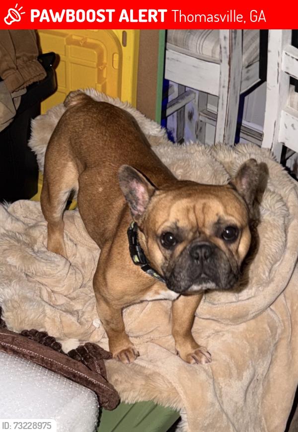 Lost Male Dog last seen Near Oak Street, Thomasville, GA 31792, Thomasville, GA 31792