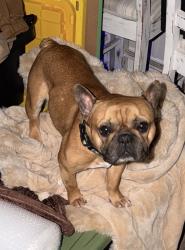 Lost Male Dog last seen Near Oak Street, Thomasville, GA 31792, Thomasville, GA 31792