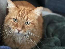 Lost Male Cat last seen Lower Rec park, San Francisco, CA 94107