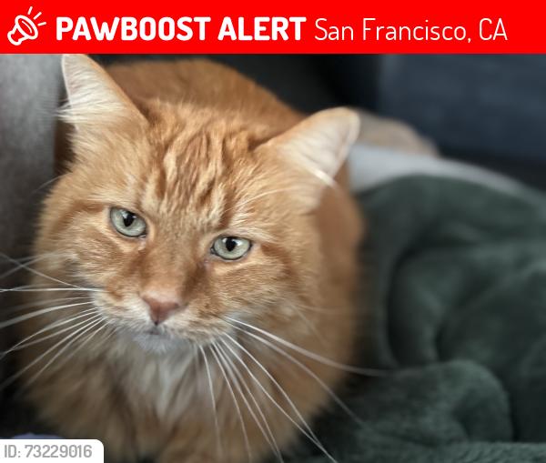 Lost Male Cat last seen Lower Rec park, San Francisco, CA 94107