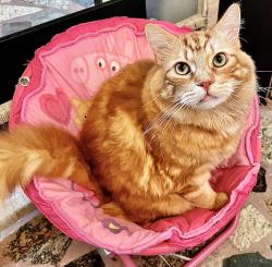 Lost Male Cat last seen Near Country Run pkwy/Dressage Dr, Orlando, FL 32818