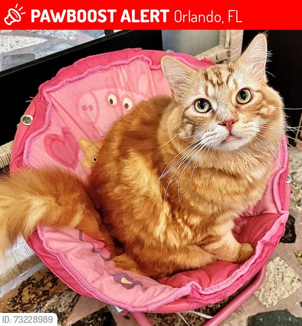 Lost Male Cat last seen Near Country Run pkwy/Dressage Dr, Orlando, FL 32818