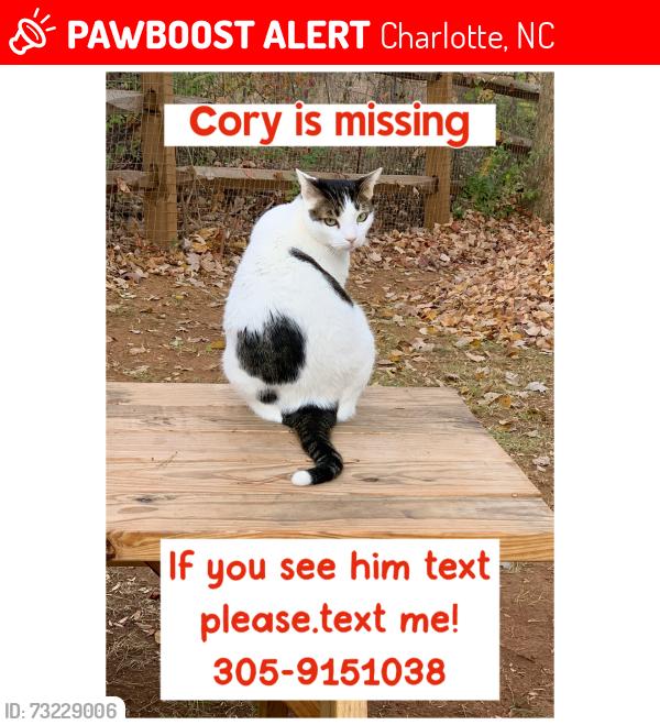 Lost Male Cat last seen Cuddington Rd 28215, Charlotte, NC 28215