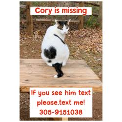 Lost Male Cat last seen Cuddington Rd 28215, Charlotte, NC 28215