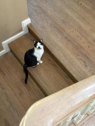 Lost Female Cat last seen Treelake Road, Granite Bay, CA 95746