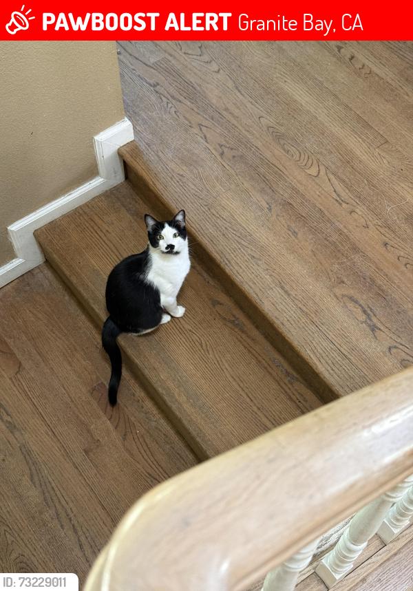 Lost Female Cat last seen Treelake Road, Granite Bay, CA 95746