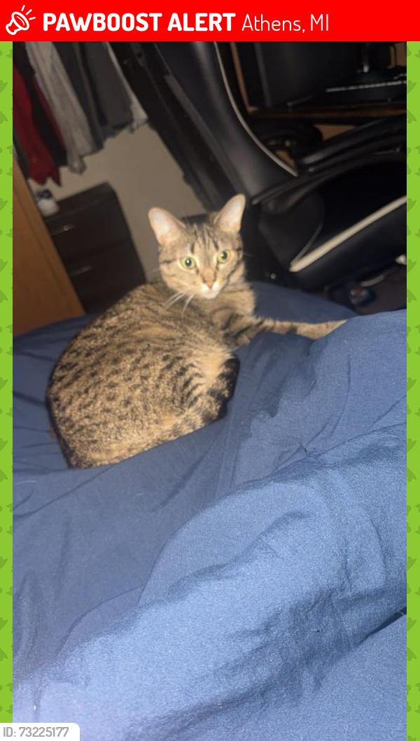 Lost Female Cat last seen Q drive South, Athens, MI 49011